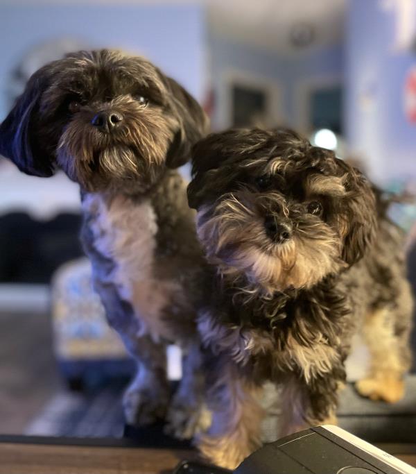 /Images/uploads/Warrick Parks Foundation/pippero-pup-park/entries/26578.jpg